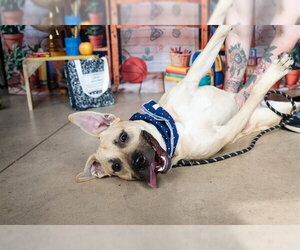 Siberian Husky-Unknown Mix Dogs for adoption in Minneapolis, MN, USA