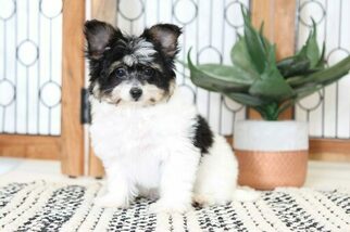 Papichon Puppy for sale in NAPLES, FL, USA