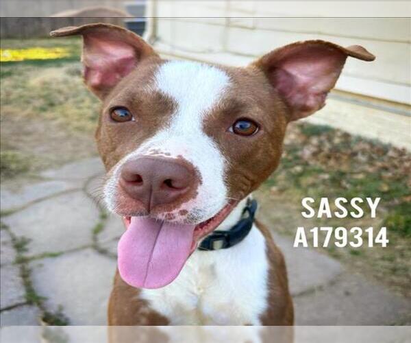 Medium Photo #1 Mutt Puppy For Sale in Tulsa, OK, USA