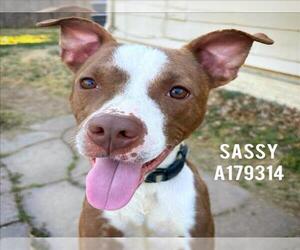 Mutt Dogs for adoption in Tulsa, OK, USA