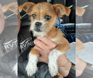 Amelia - Female Chussel Dog for Adoption - Photo #3