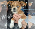 Small Photo #3 Chussel Puppy For Sale in Canton, CT, USA