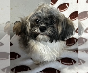 Shih Tzu Puppy for Sale in LEBANON, Oregon USA