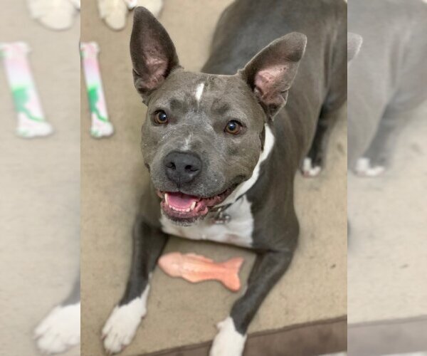 Medium Photo #2 American Pit Bull Terrier-Unknown Mix Puppy For Sale in  Ramona, CA, USA