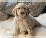 Small Photo #31 Goldendoodle Puppy For Sale in DAVIS, CA, USA