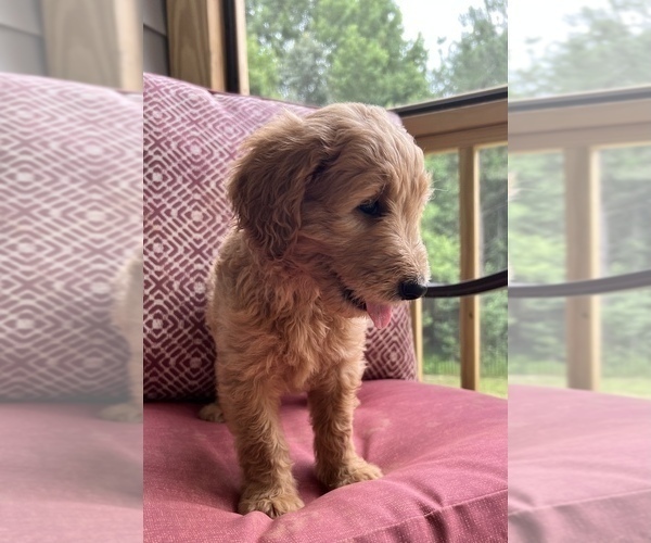Medium Photo #1 Goldendoodle Puppy For Sale in LOUISBURG, NC, USA