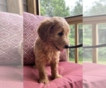 Small Photo #1 Goldendoodle Puppy For Sale in LOUISBURG, NC, USA