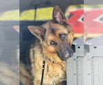 Small #2 German Shepherd Dog