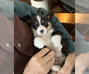 Pembroke Welsh Corgi Puppy for sale in WHITEWRIGHT, TX, USA