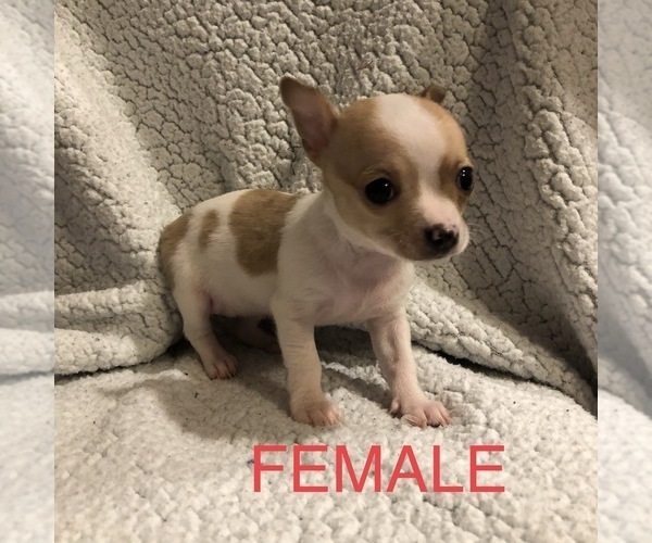 Medium Photo #5 Chihuahua Puppy For Sale in BLUE SPRINGS, MO, USA