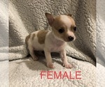 Small Photo #5 Chihuahua Puppy For Sale in BLUE SPRINGS, MO, USA