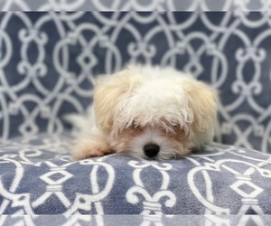 Maltese-Pom-A-Poo Mix Puppy for sale in LAKELAND, FL, USA