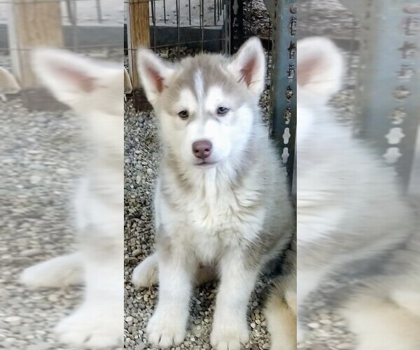 Medium Photo #7 Siberian Husky Puppy For Sale in TUCSON, AZ, USA