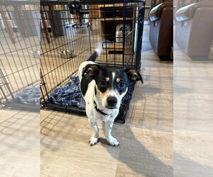 Chihuahua-Unknown Mix Dogs for adoption in Ball Ground, GA, USA