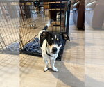 Small Chihuahua Mix