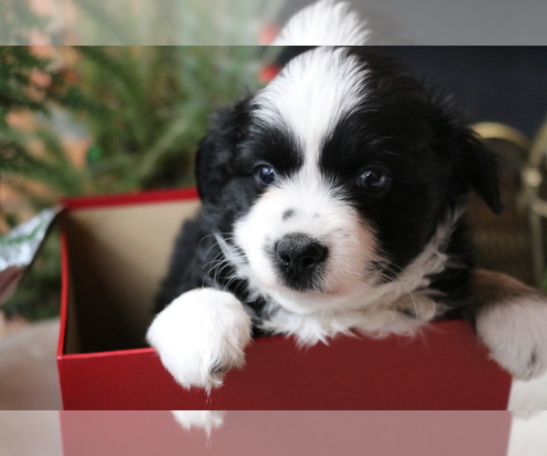 Medium Photo #9 Australian Shepherd Puppy For Sale in STAFFORD, VA, USA