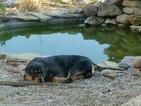 Small Photo #2 Rottweiler Puppy For Sale in POTTSBORO, TX, USA