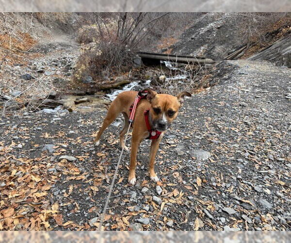 Medium Photo #4 Boxerhuahua Puppy For Sale in Salt Lake City, UT, USA