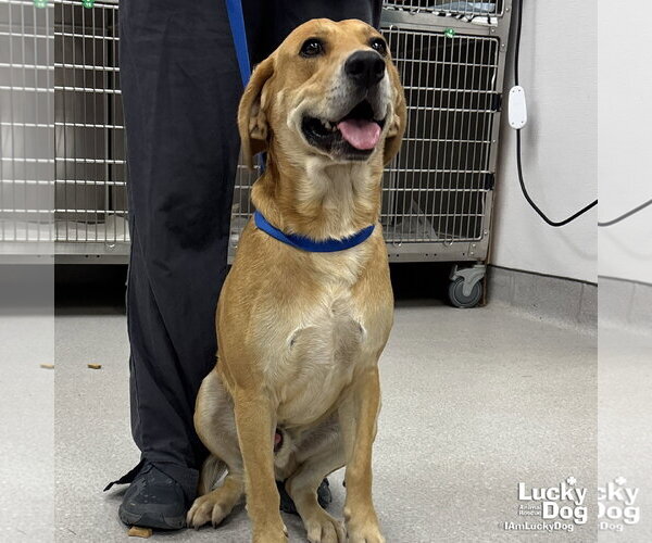 Medium Photo #1 Retriever -Unknown Mix Puppy For Sale in Washington, DC, USA