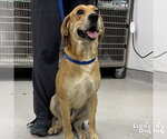Small Retriever  Mix