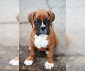 Boxer Puppy for sale in ABBEVILLE, SC, USA