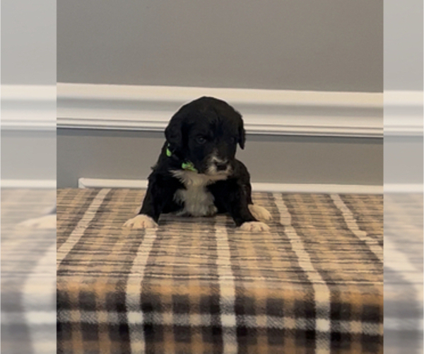 Medium Photo #75 Bernedoodle-Labradoodle Mix Puppy For Sale in MILFORD, NJ, USA