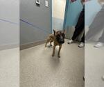 Small German Shepherd Dog Mix