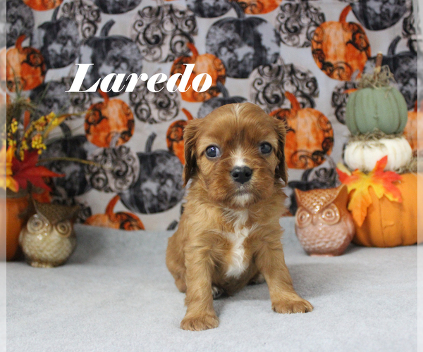 Medium Photo #12 Cavalier King Charles Spaniel Puppy For Sale in CHANUTE, KS, USA