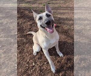 German Shepherd Dog-Unknown Mix Dogs for adoption in Plano, TX, USA