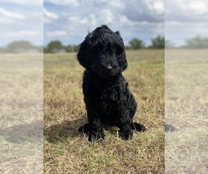 Labradoodle Puppy for Sale in HARRAH, Oklahoma USA