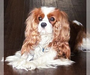 Father of the Cavalier King Charles Spaniel puppies born on 05/13/2025