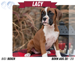 Small #9 Boxer