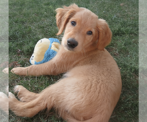 Medium Photo #1 Golden Retriever Puppy For Sale in Grovertown, IN, USA