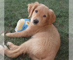 Small Golden Retriever