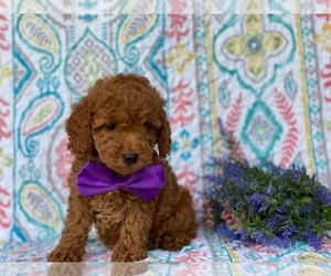 Poodle (Toy) Puppy for sale in LANCASTER, PA, USA