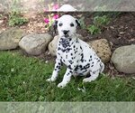 Small Photo #2 Dalmatian Puppy For Sale in MILLERSBURG, OH, USA