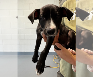 Mutt Dogs for adoption in Hilton Head, SC, USA
