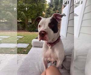 Georgie - Male Mutt Dog for Adoption - Photo #6