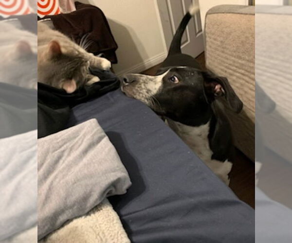 Medium Photo #20 Australian Shepherd-Maremma Sheepdog Mix Puppy For Sale in Dana Point, CA, USA