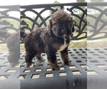 Small Photo #5 Bernedoodle Puppy For Sale in GRAHAM, NC, USA