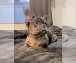 Small #4 French Bulldog