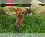 Small #4 Dachshund