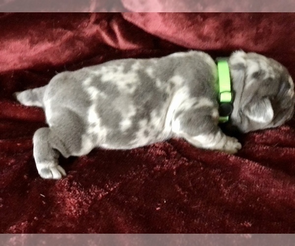 Medium Photo #9 French Bulldog Puppy For Sale in BUCKS BAR, CA, USA