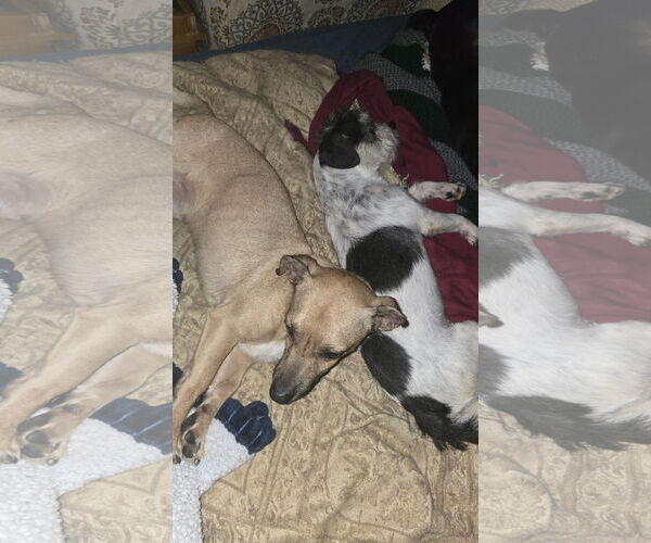 Medium Photo #1 Chihuahua Puppy For Sale in Oakhurst, NJ, USA