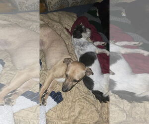 Chihuahua Dogs for adoption in Oakhurst, NJ, USA