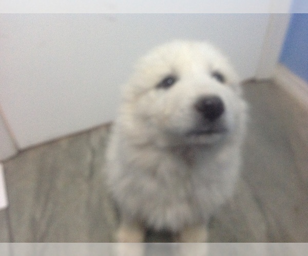 Medium Photo #2 Great Pyrenees Puppy For Sale in BELEN, NM, USA