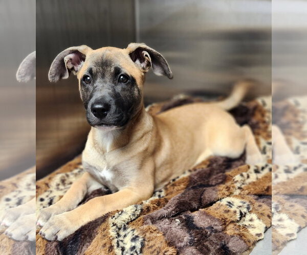 Medium Photo #6 Black Mouth Cur-Unknown Mix Puppy For Sale in Clinton, OK, USA