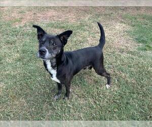 Labrador Retriever-Unknown Mix Dogs for adoption in Grovetown, GA, USA