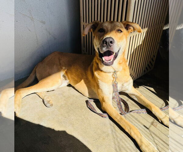 Medium Photo #5 American Pit Bull Terrier-Unknown Mix Puppy For Sale in Claremore, OK, USA