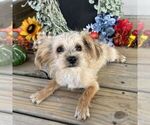 Small #2 Morkie